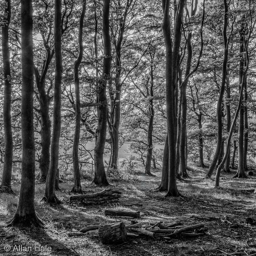 Spring Woodland by Allan Hale