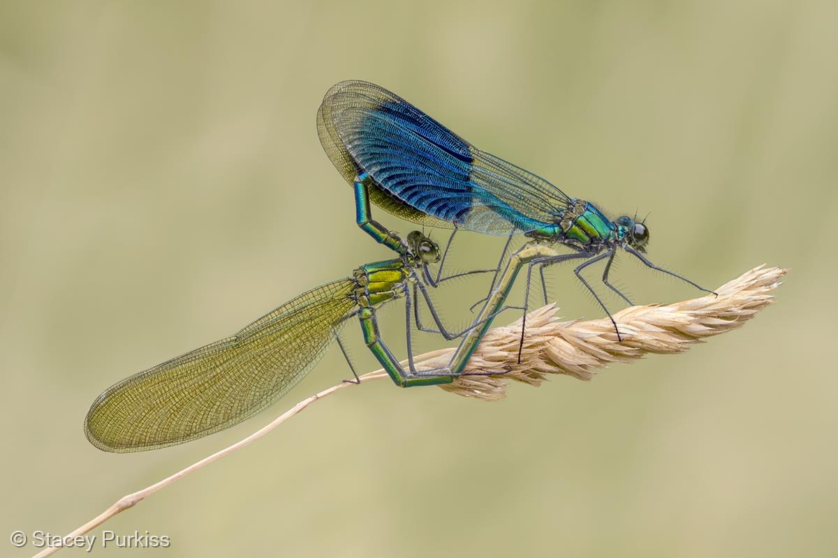 Mating Banded Demoiselles by Stacey Purkiss