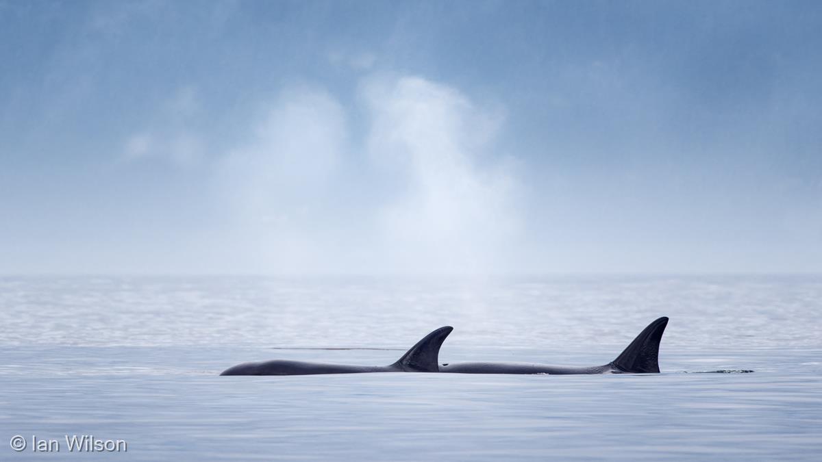 Orca Mother and Calf by Ian Wilson