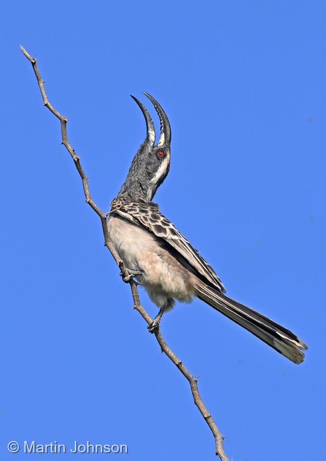 Grey Hornbill Calling by Martin Johnson