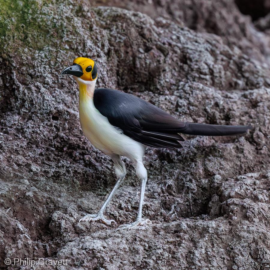 Picathartes by Philip Gravett