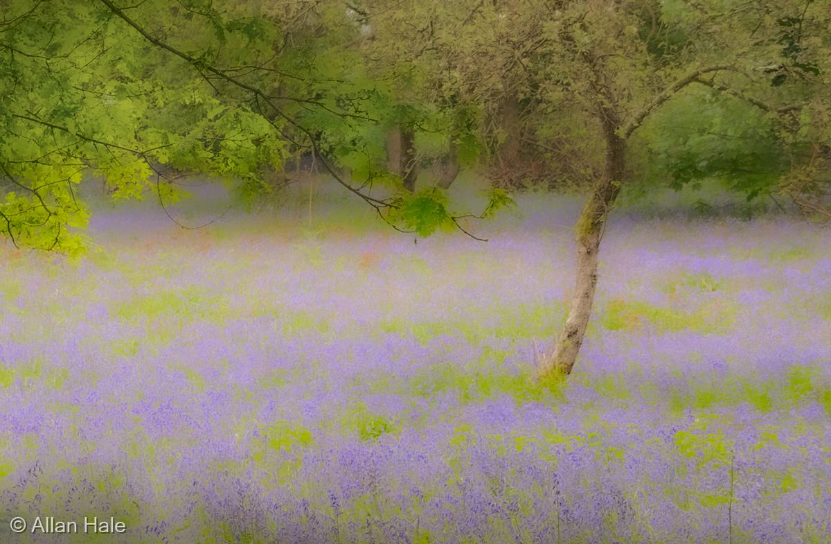 Bluebell Wood by Allan Hale