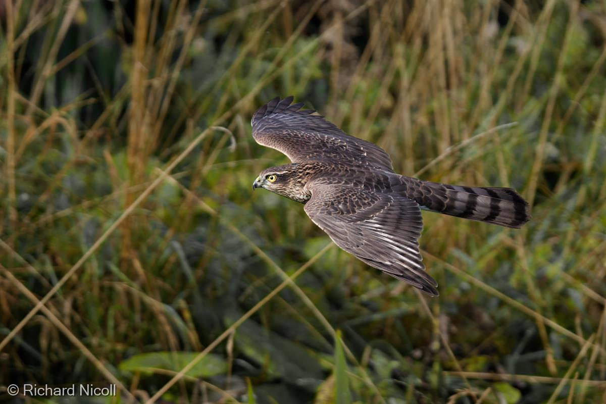 Sparrowhawk by Richard Nicoll