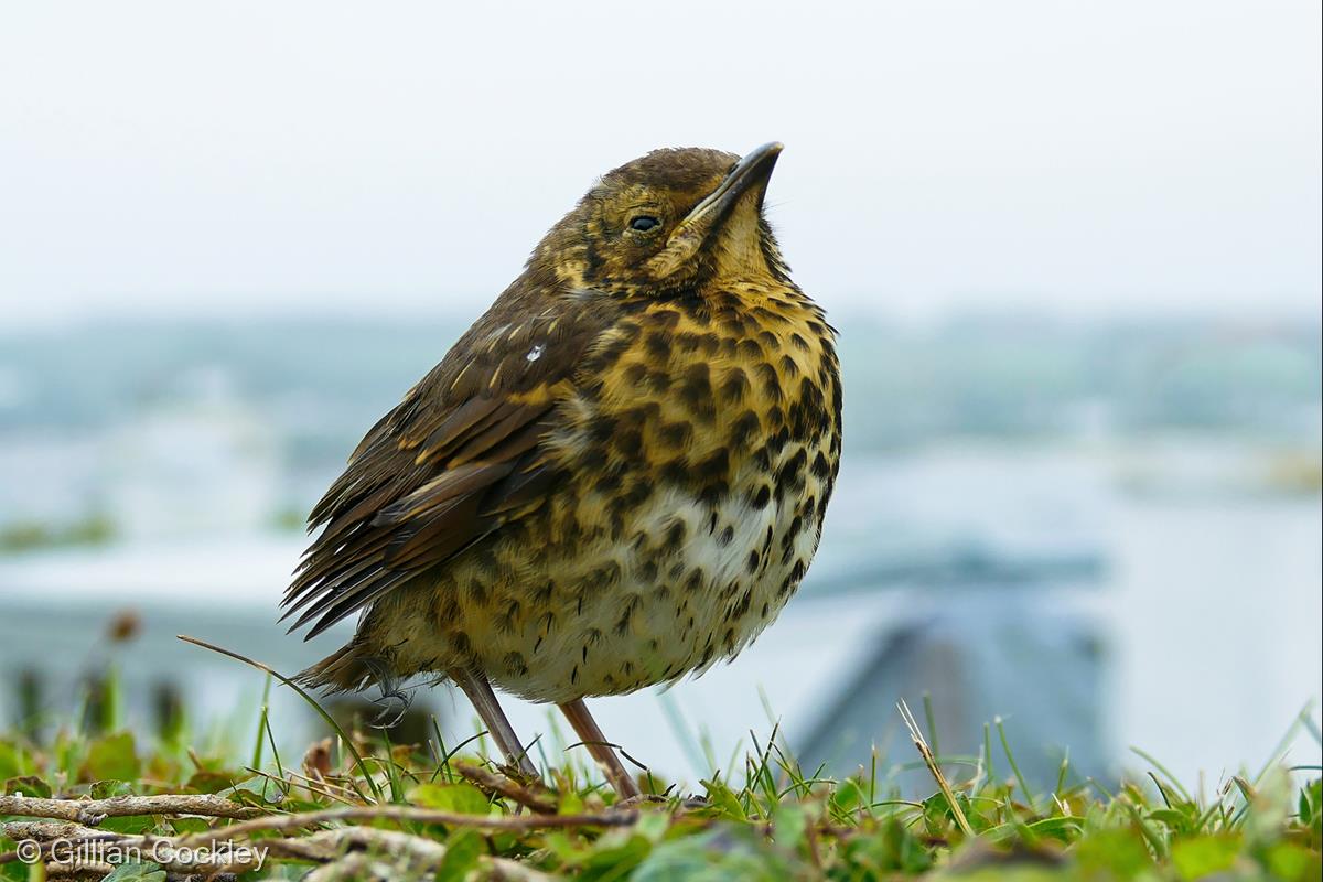 A Proud Thrush (Turdus philomelos) by Gillian Cockley