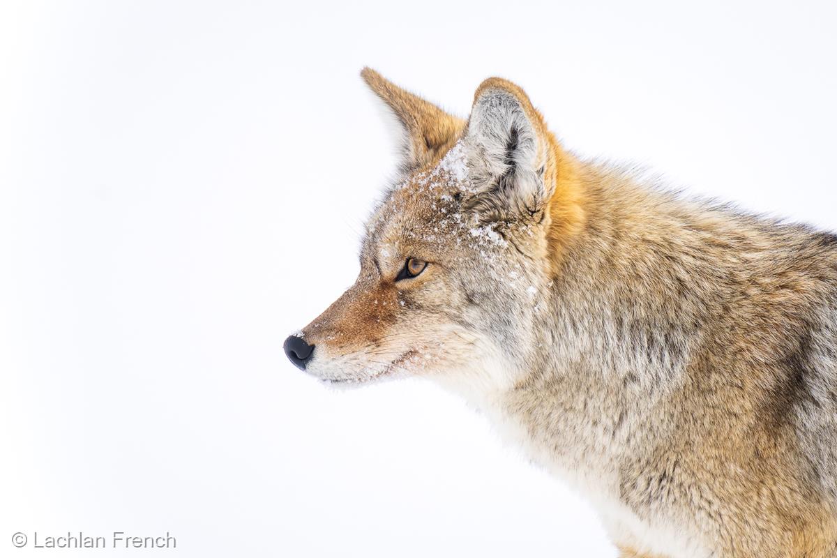 Coyote by Lachlan French