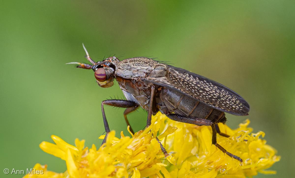 Coremacera marginata by Ann Miles