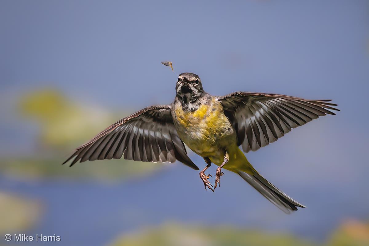 Grey Wagtail Hunting Mayfly by Mike Harris