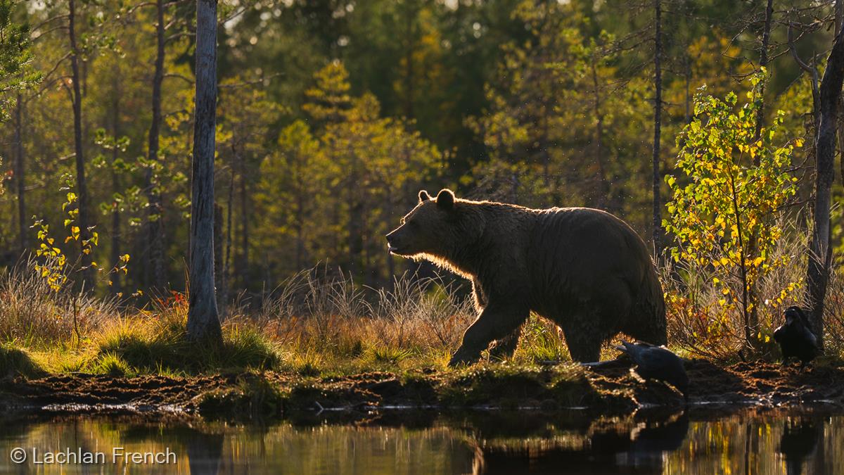 Bear in Evening Light by Lachlan French
