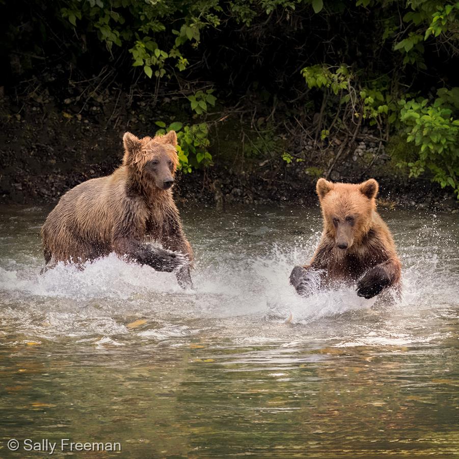 Grizzlies in the Taku Wilderness by Sally Freeman