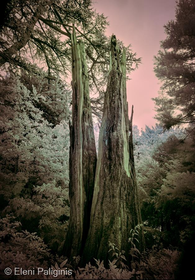 A Natural Destruction by Eleni Paliginis