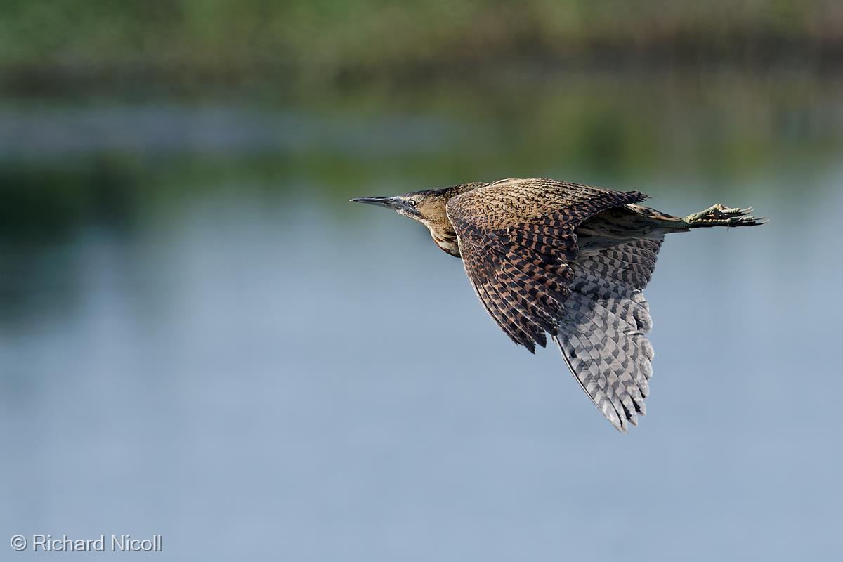 Bittern by Richard Nicoll