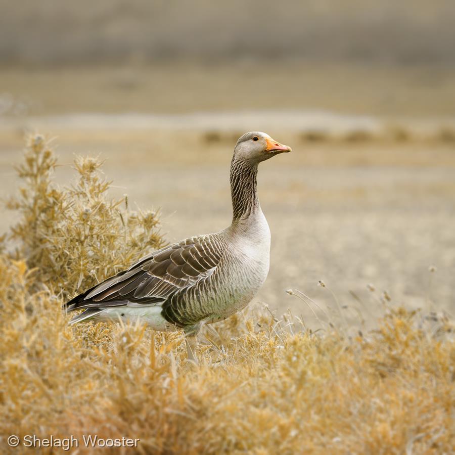 Goose in Autumn Colours by Shelagh Wooster