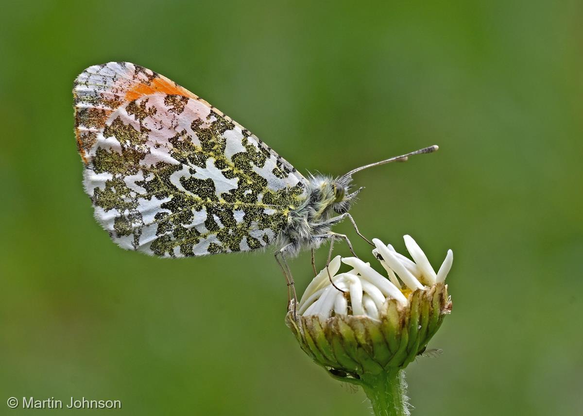 Male Orange Tip Butterfly by Martin Johnson
