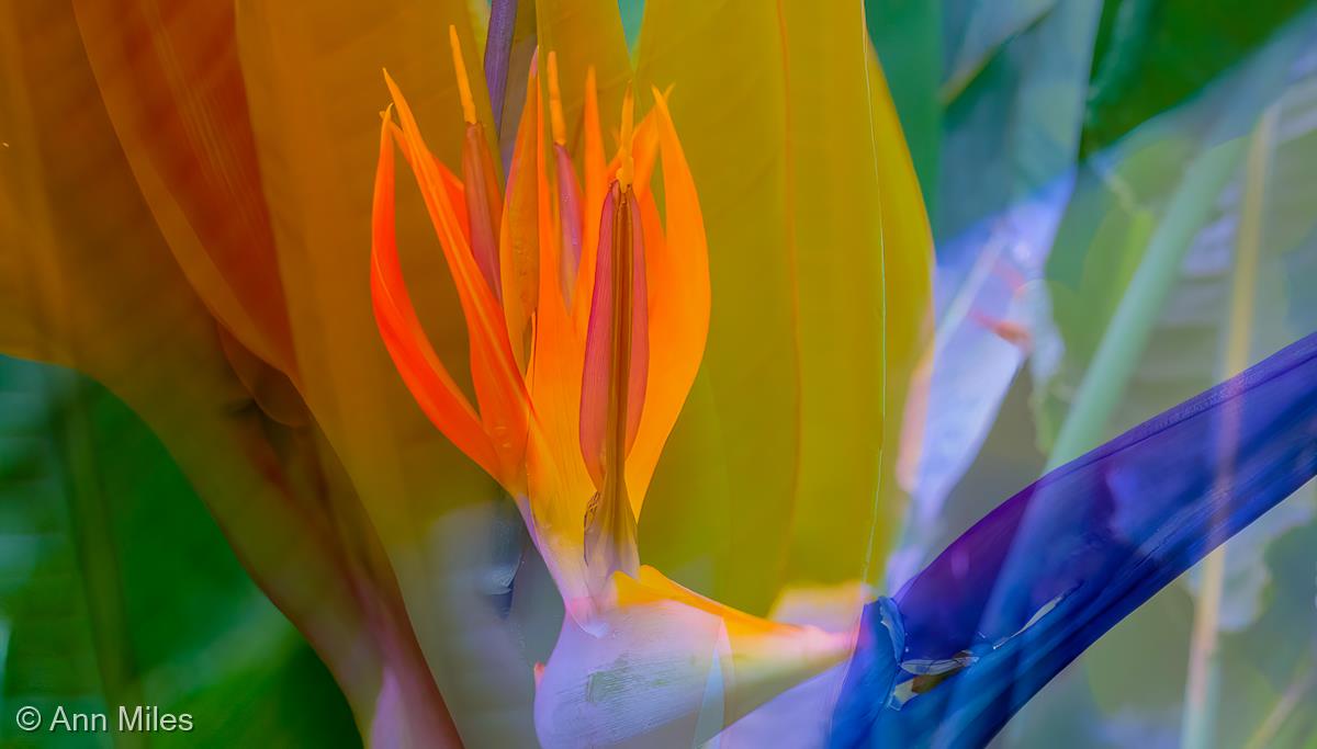 Strelitzia Abstract by Ann Miles