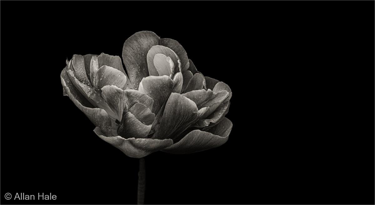 Tulip by Allan Hale