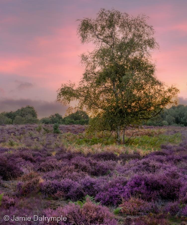 Sunrise at Westleton Heath by Jamie Dalrymple