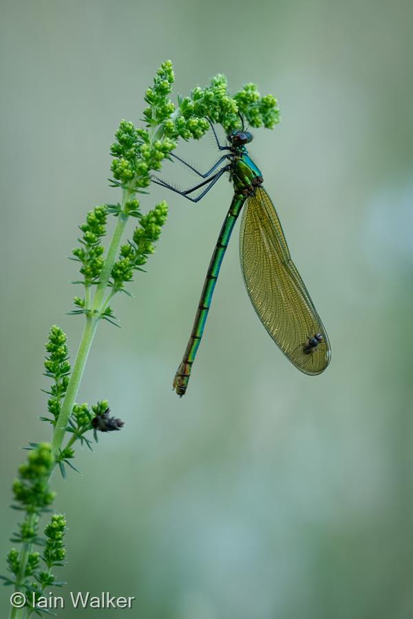 Banded Demoiselle by Iain Walker