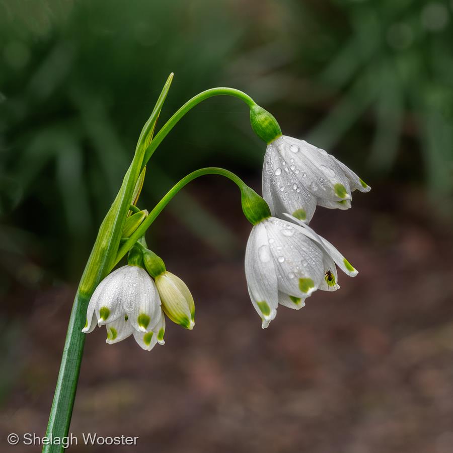 Snowdrops by Shelagh Wooster