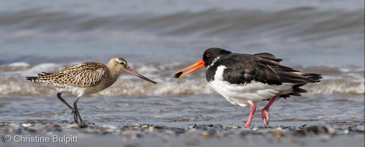 Bar-tailed Godwit and Oystercatcher by Christine Bulpitt
