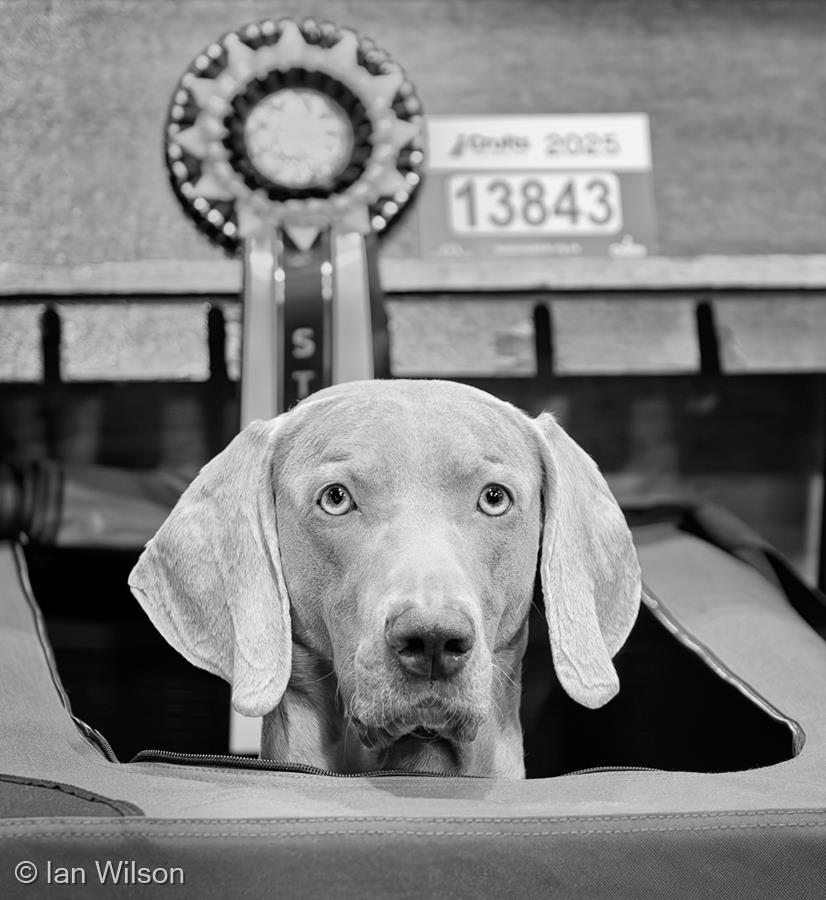 The Prizewinner by Ian Wilson