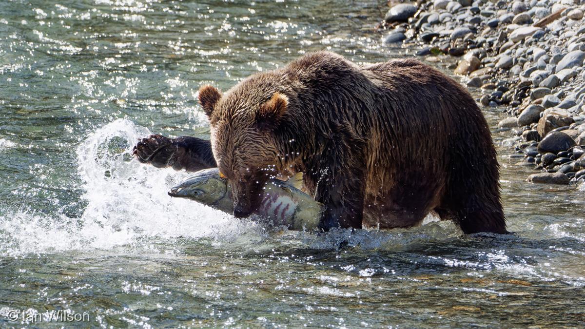 Grizzly Bear with Chum Salmon by Ian Wilson