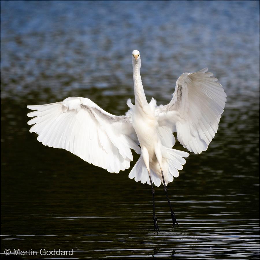 Great Egret by Martin Goddard