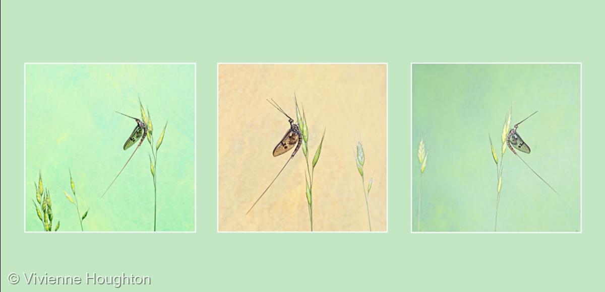 A Study of Mayflies by Vivienne Houghton