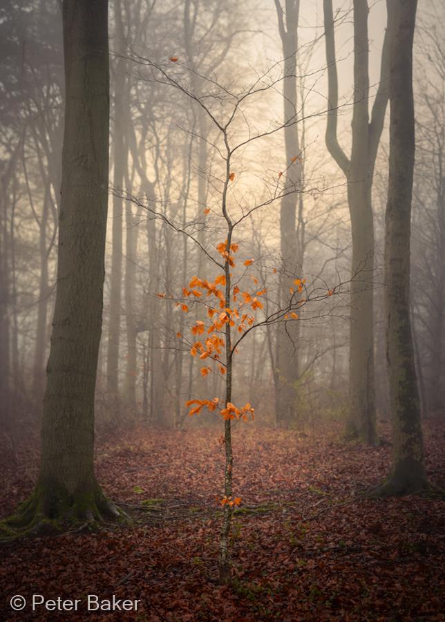 In the Shadow of Giants by Peter Baker