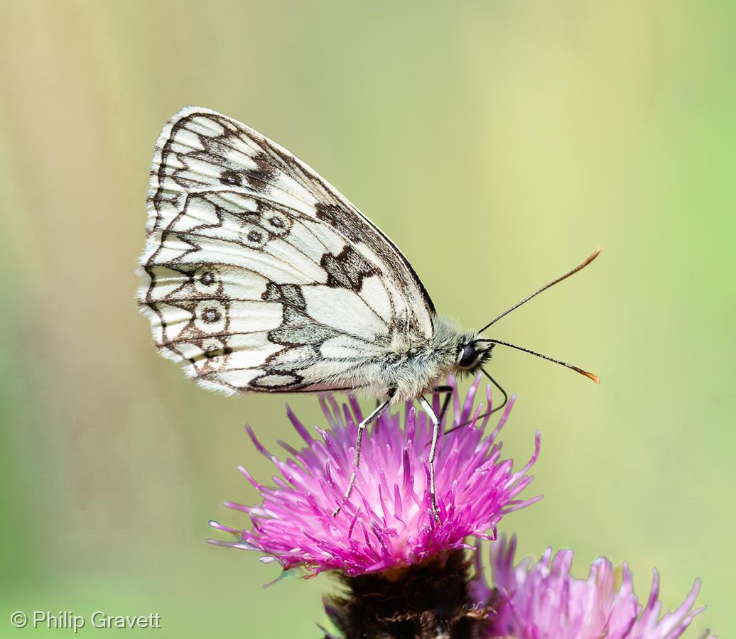 Marbled White by Philip Gravett