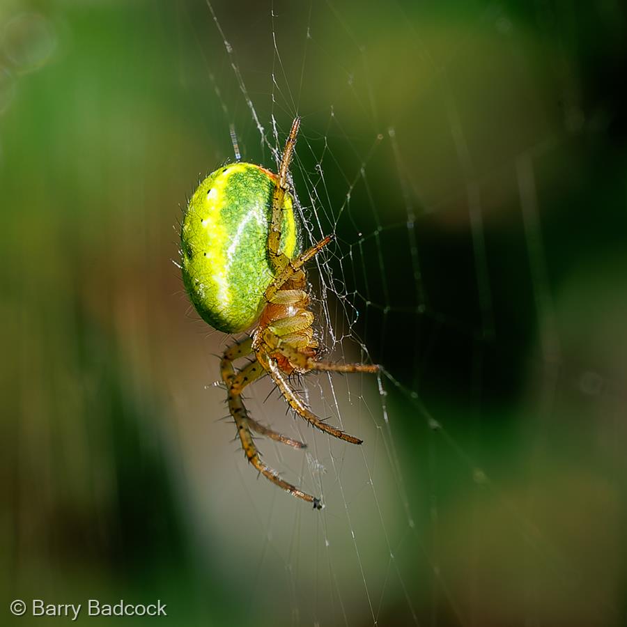 Cucumber Spider by Barry Badcock