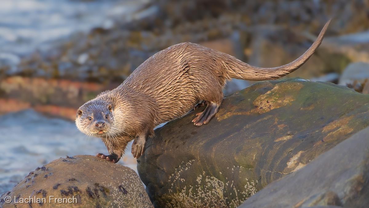 Otter on the Rocks by Lachlan French