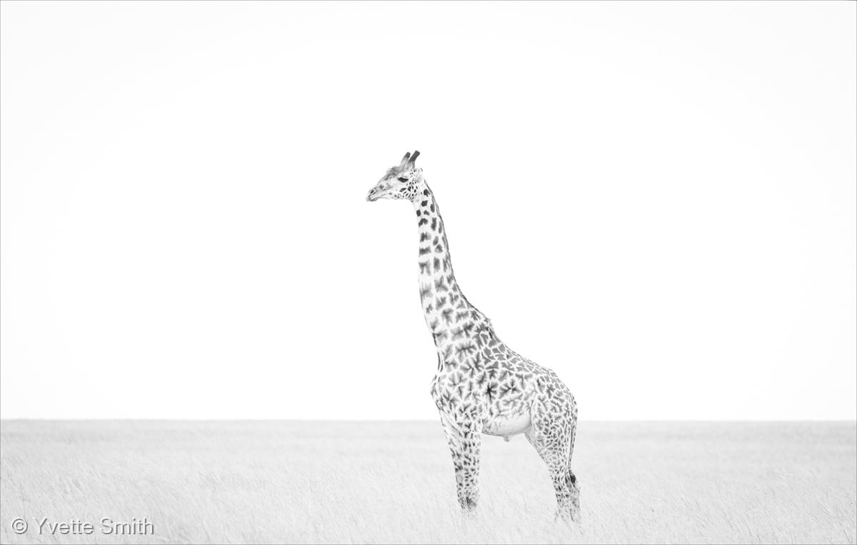 Portrait of a Giraffe by Yvette Smith