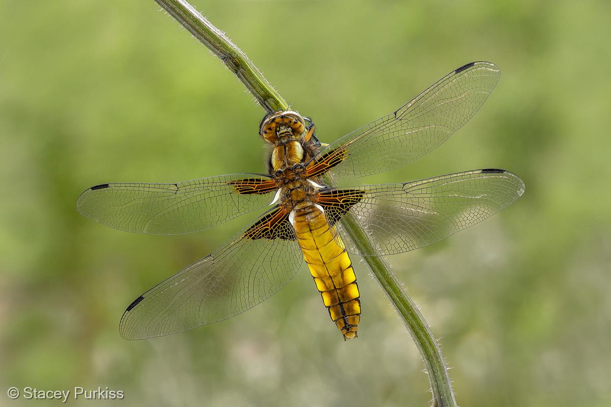 Broad-bodied Chaser by Stacey Purkiss