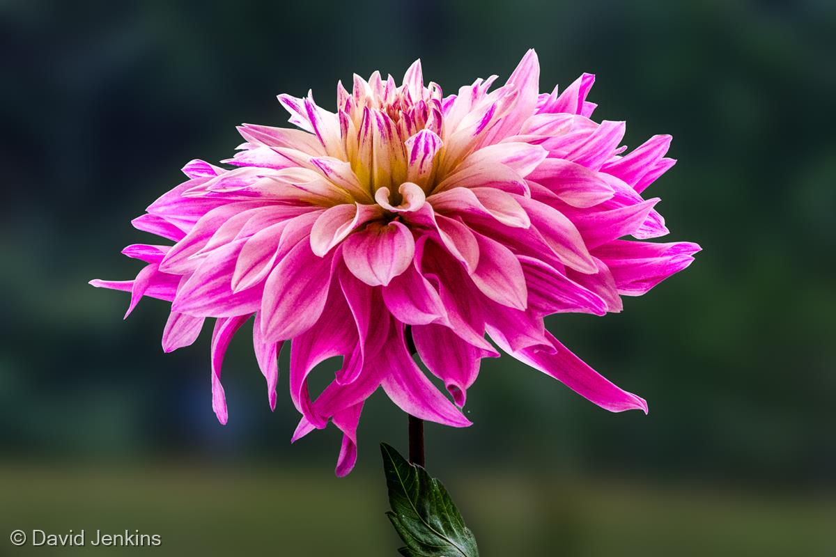 Big Fat Dahlia by David Jenkins