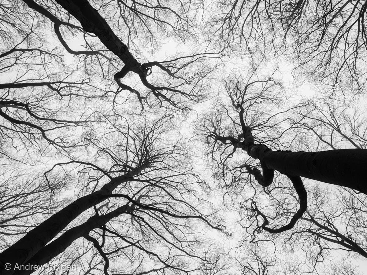 Lungs of the World by Andrew Colgan