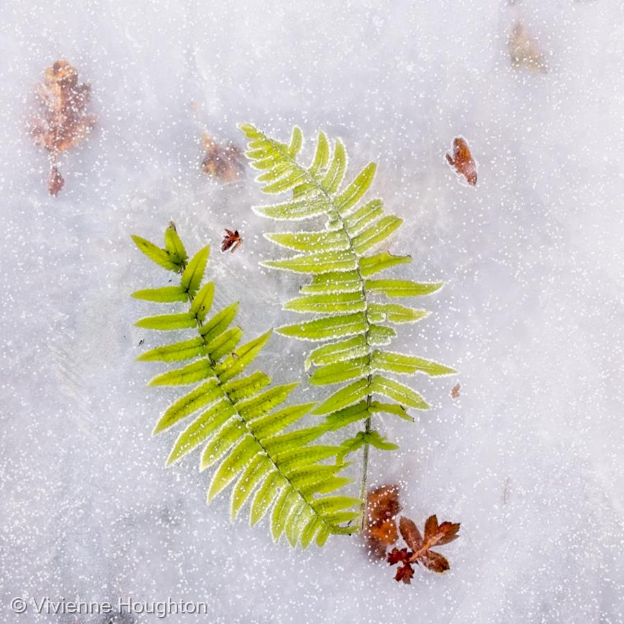 Under the Ice by Vivienne Houghton