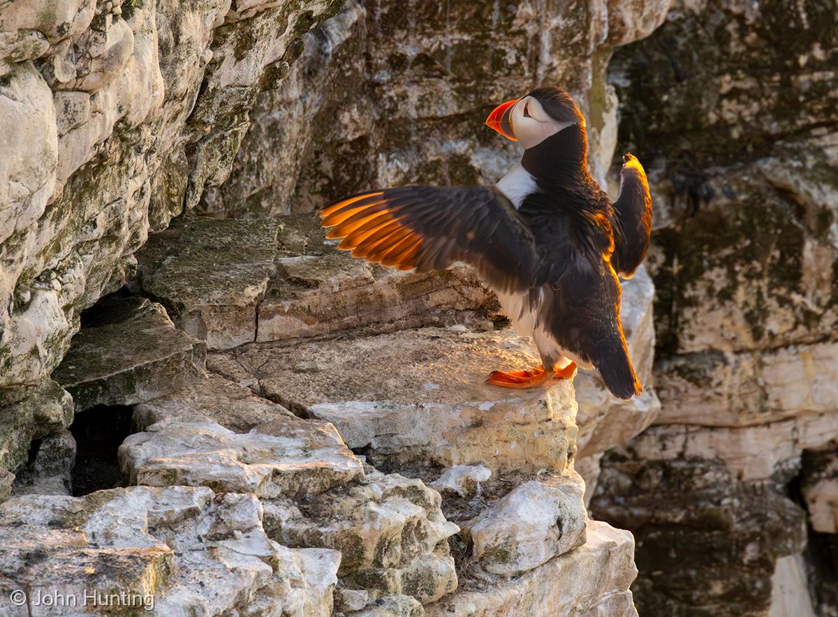 Puffin by John Hunting