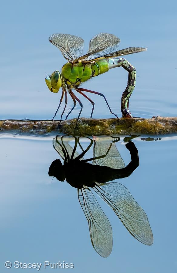 Emperor Dragonfly Egg Laying by Stacey Purkiss