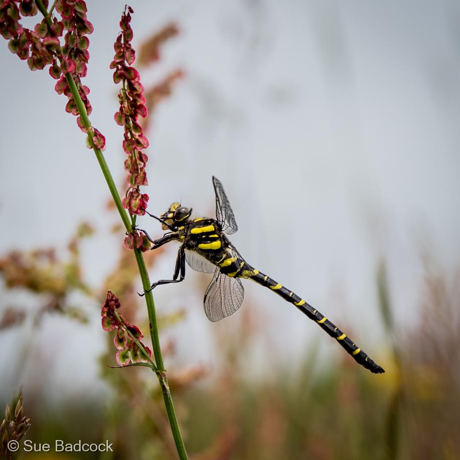 Golden Ringed Dragonfly by Sue Badcock