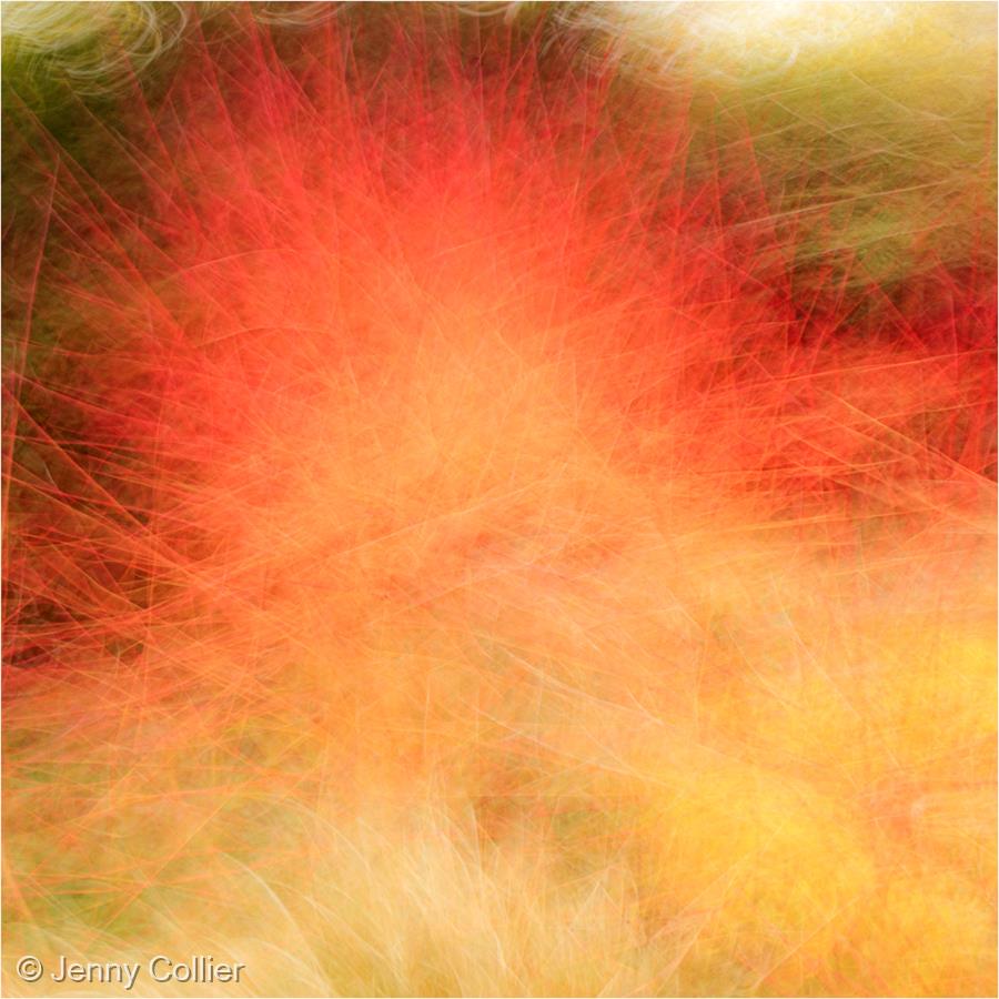 Burning Bush by Jenny Collier