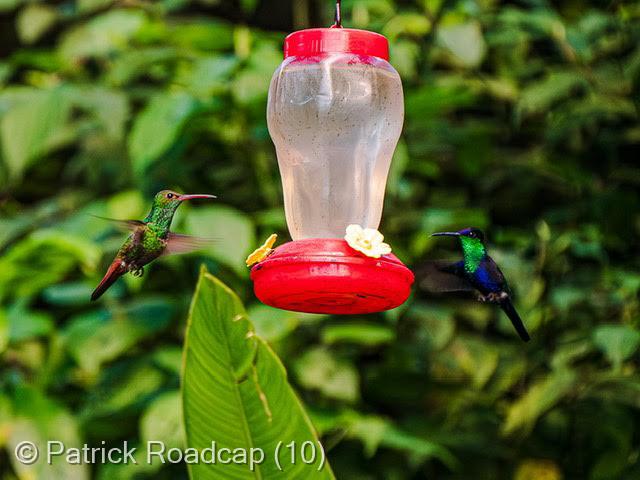 Sweet water by Patrick Roadcap (10)