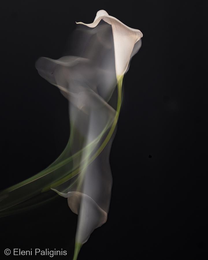 A Dancing Calla Lily by Eleni Paliginis