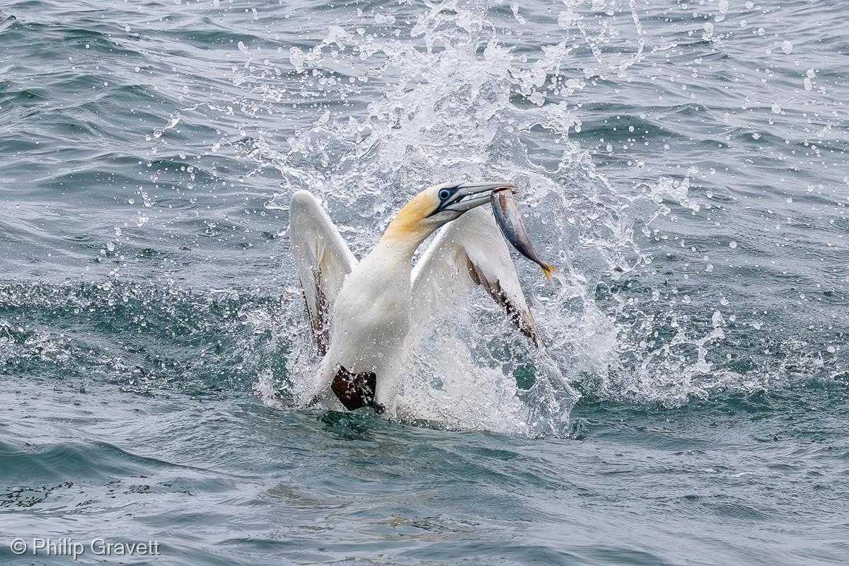 After the Catch by Philip Gravett