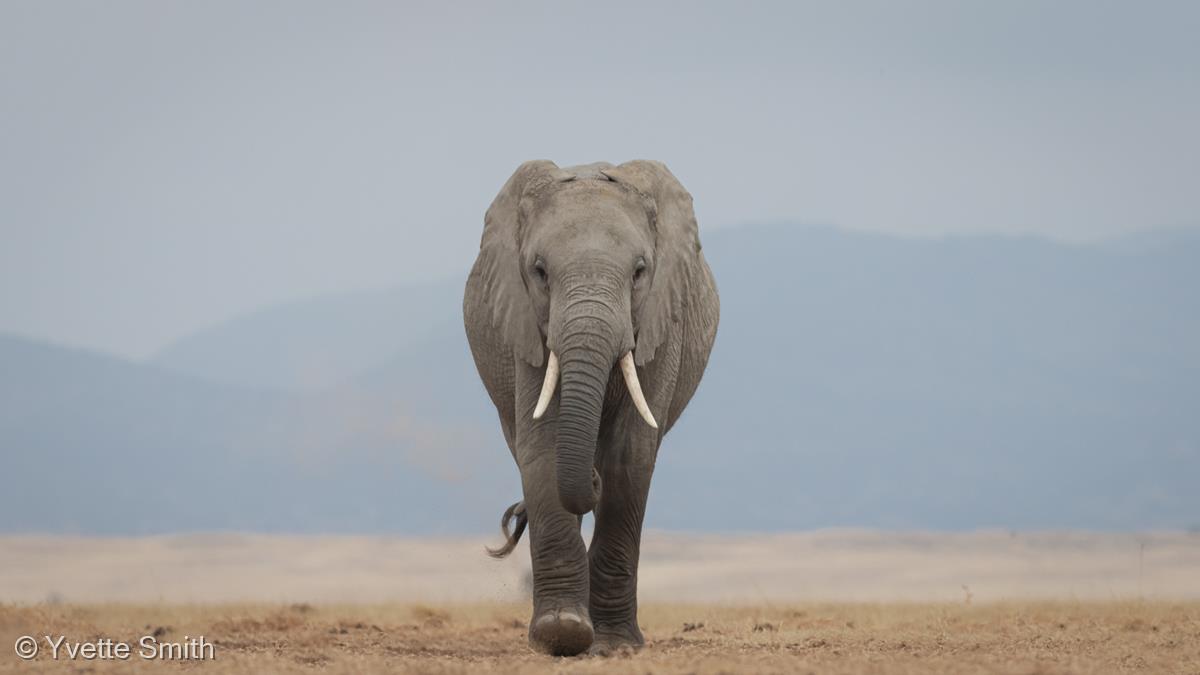 Walking with Intent by Yvette Smith