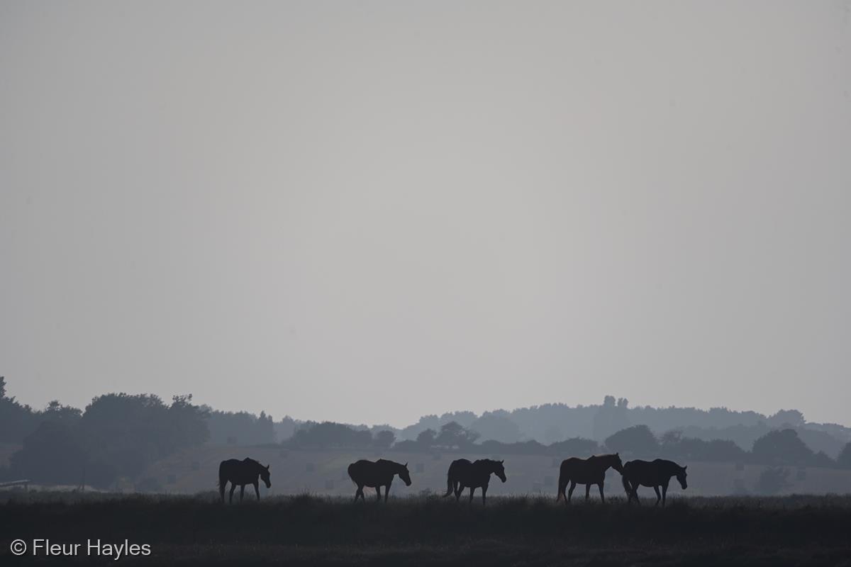 The Horses, Sudbourne Marshes by Fleur Hayles