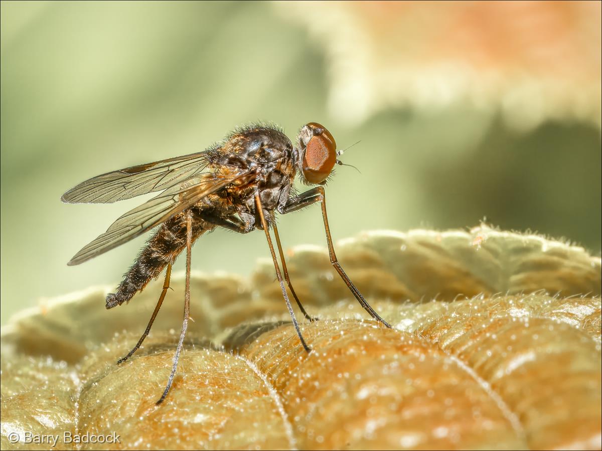 Stiletto Fly by Barry Badcock