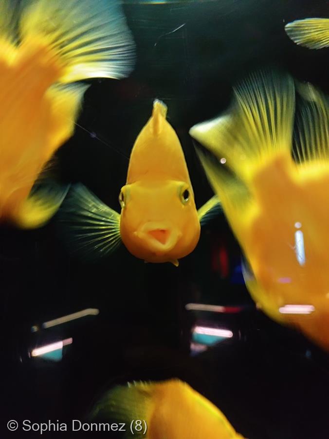 Captured curiosity by Sophia Donmez (8)