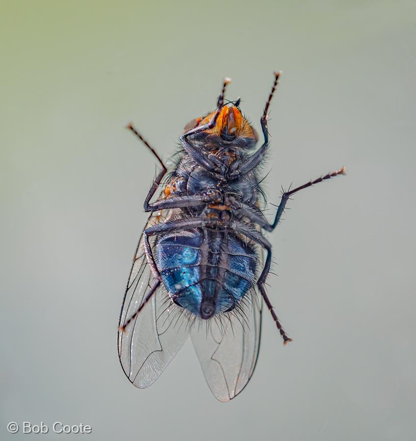 Underside of a Fly by Bob Coote