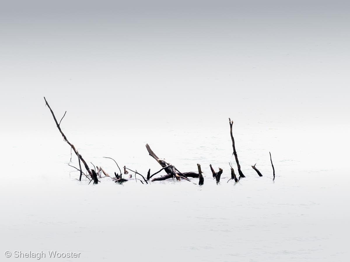 Stillness by Shelagh Wooster