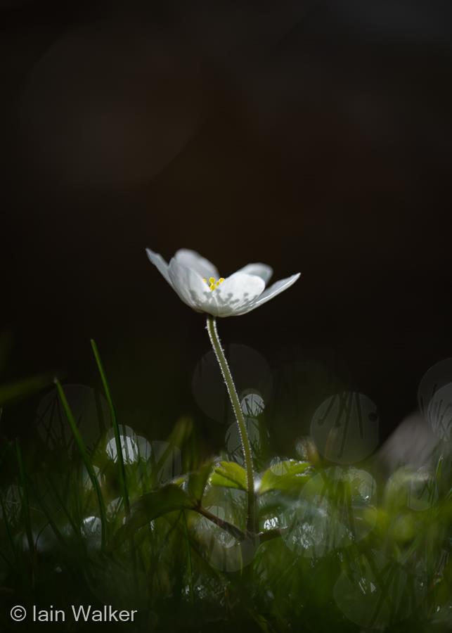 Wood Anemone by Iain Walker